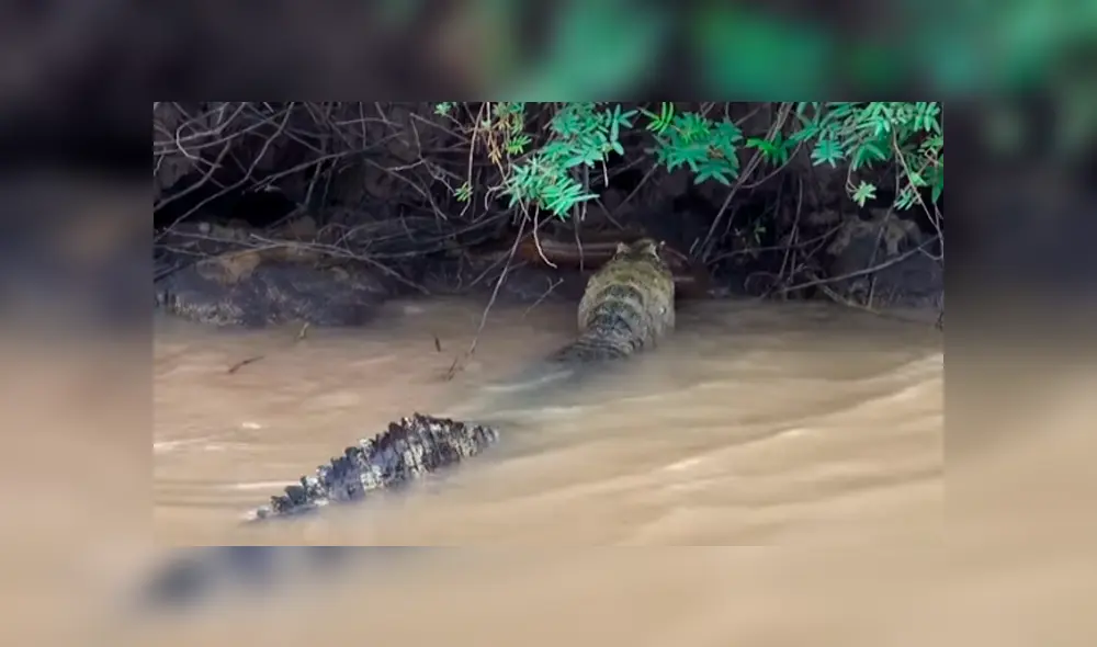 Desliza hacia la izquierda para ver el brutal enfrentamiento de los reptiles que se ha vuelto viral en YouTube. Desliza hacia la izquierda para ver el brutal enfrentamiento de los reptiles que se ha vuelto viral en YouTube.