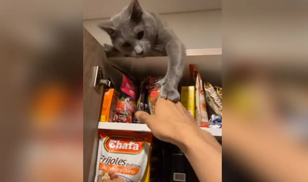 Desliza las imágenes para ver más sobre el divertido comportamiento de este felino. Foto: captura de TikTok Desliza las imágenes para ver más sobre el divertido comportamiento de este felino. Foto: captura de TikTok