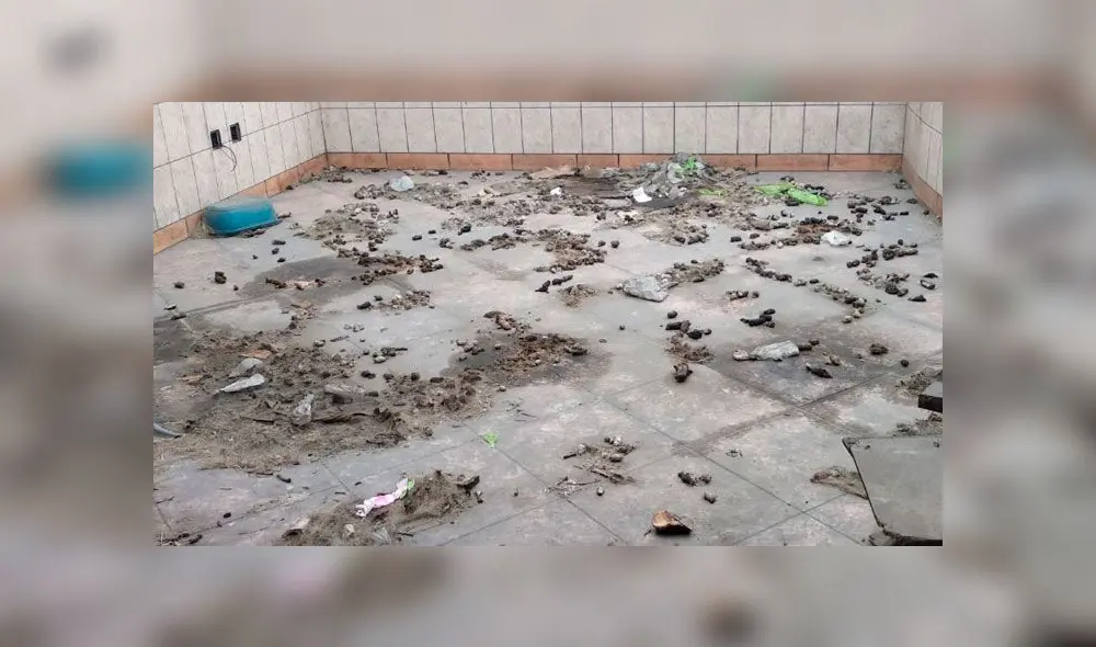 Restacan a cachorro abandonado que habría vivido entre restos de otros perros [FOTOS y VIDEO]