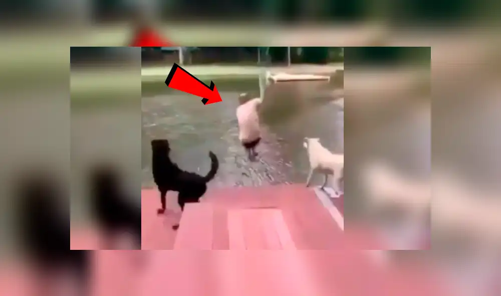 Facebook viral: Perros ven en peligro a su dueño y hacen lo imposible para salvarlo [VIDEO]