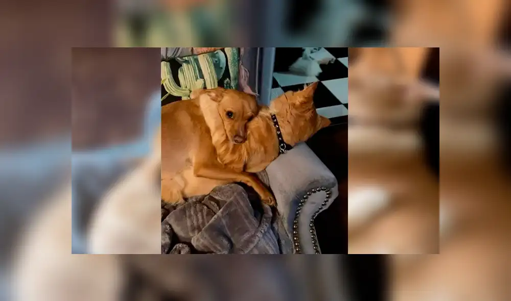 Desliza las imágenes hacia la izquierda para apreciar el amoroso momento entre un gato y un perro. Foto: Caters Clips. Desliza las imágenes hacia la izquierda para apreciar el amoroso momento entre un gato y un perro. Foto: Caters Clips.