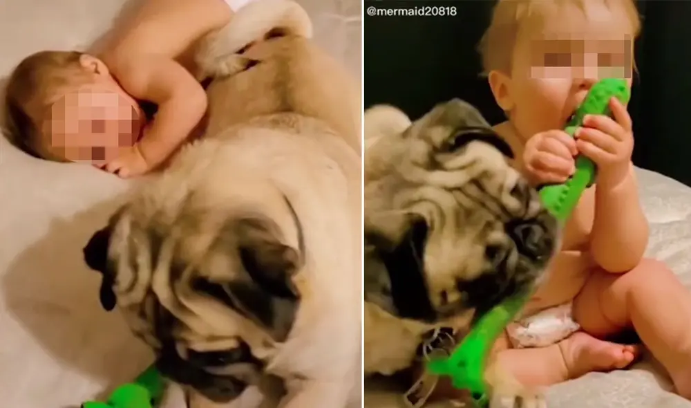 Desliza las imágenes para conocer más detalles sobre esta tierna escena que se hizo viral en redes sociales. Foto: captura de TikTok
