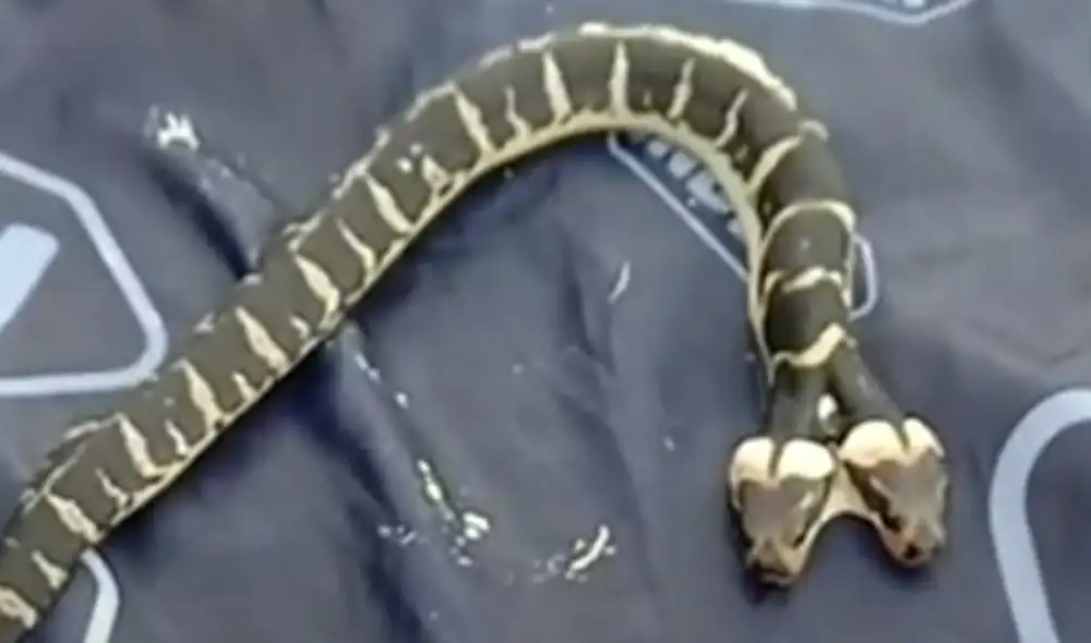 El video se compartió en la cuenta ViralHog. Foto: captura de Facebook. El video se compartió en la cuenta ViralHog. Foto: captura de Facebook.