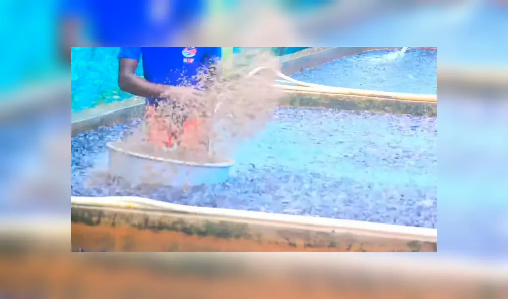 YouTube viral: arroja maíz en desolada piscina y millones de voraces criaturas surgen para devorarlo todo YouTube viral: arroja maíz en desolada piscina y millones de voraces criaturas surgen para devorarlo todo