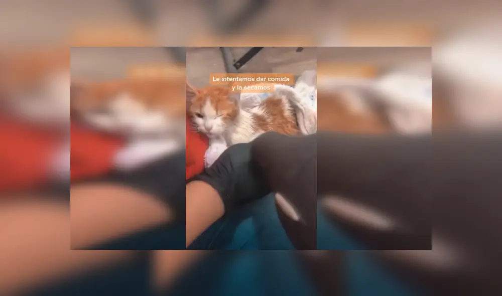 Desliza las imágenes para conocer la emotiva historia de una gata que sobrevivió tras caer a un tanque de agua. Fotocaptura: Facebook.