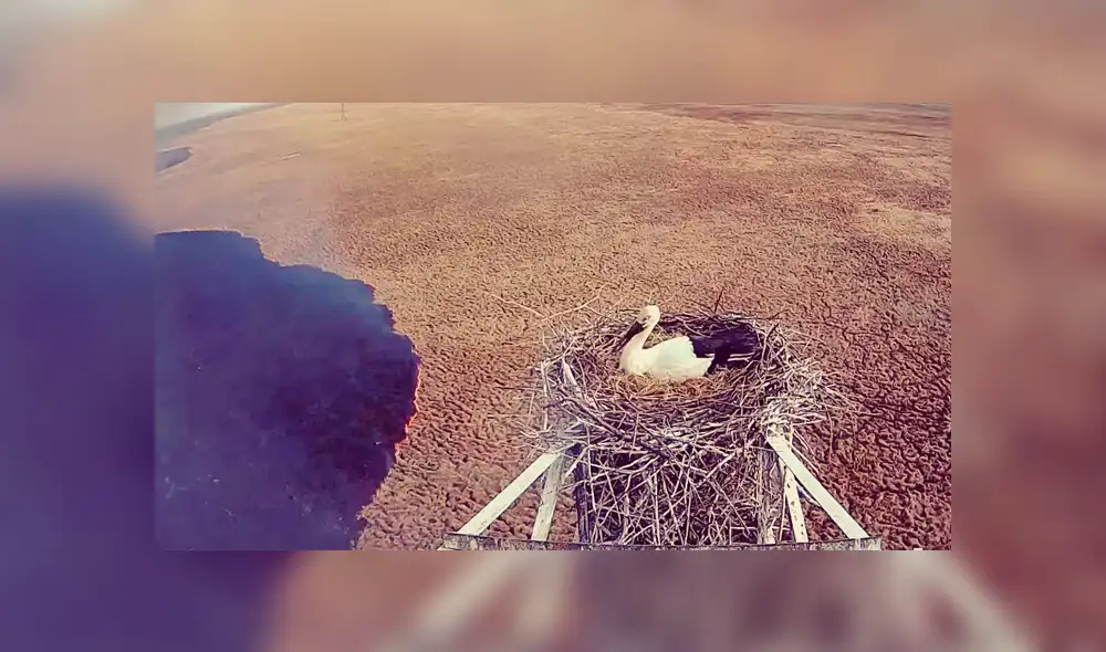 Youtube viral: Cigüeña se rehúsa a abandonar nido de sus crías pese a abrazador incendio [VIDEO]