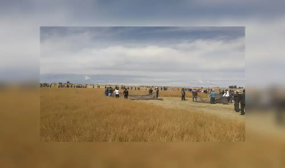 Capturan puma salvaje en distrito cercano al lago Titicaca [VIDEO]