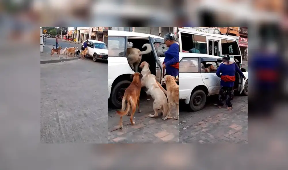 Video es viral en Facebook. La mujer se ganó los aplausos de miles de personas, luego de que adoptara a estos 8 perros que entraron de forma muy ordenada al taxi. Foto: Captura. Video es viral en Facebook. La mujer se ganó los aplausos de miles de personas, luego de que adoptara a estos 8 perros que entraron de forma muy ordenada al taxi. Foto: Captura.