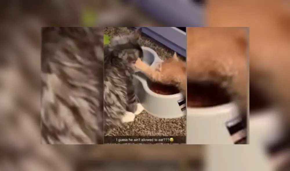 Video es viral en Facebook. Dueño de los felinos se percató de la hilarante escena entre sus mascotas y no dudó en grabarla para compartirla en redes. Video es viral en Facebook. Dueño de los felinos se percató de la hilarante escena entre sus mascotas y no dudó en grabarla para compartirla en redes.