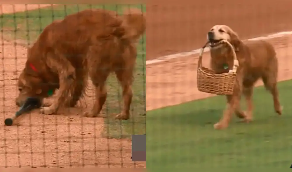 Perro hace de "asistente" sacando bates y repartiendo agua [VIDEO]