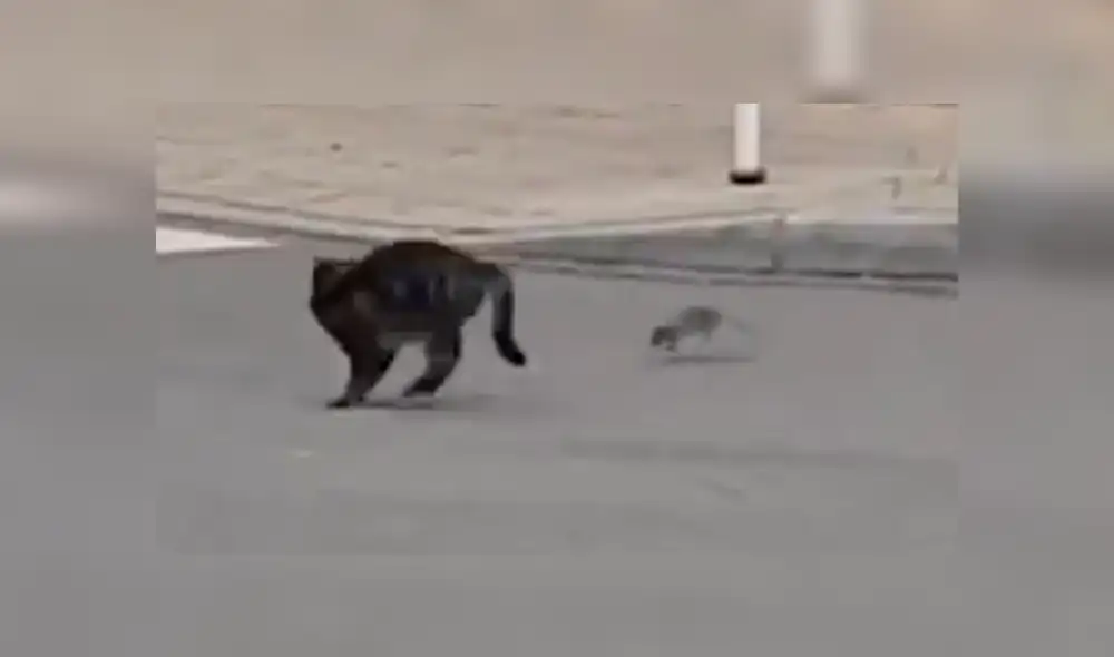 Facebook Viral: Gato atacó a una rata karateka y tuvo terrible final