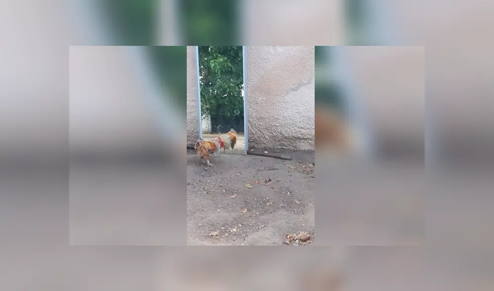 Desliza para ver los detalles de este video viral de Facebook. Foto: Captura. Desliza para ver los detalles de este video viral de Facebook. Foto: Captura.