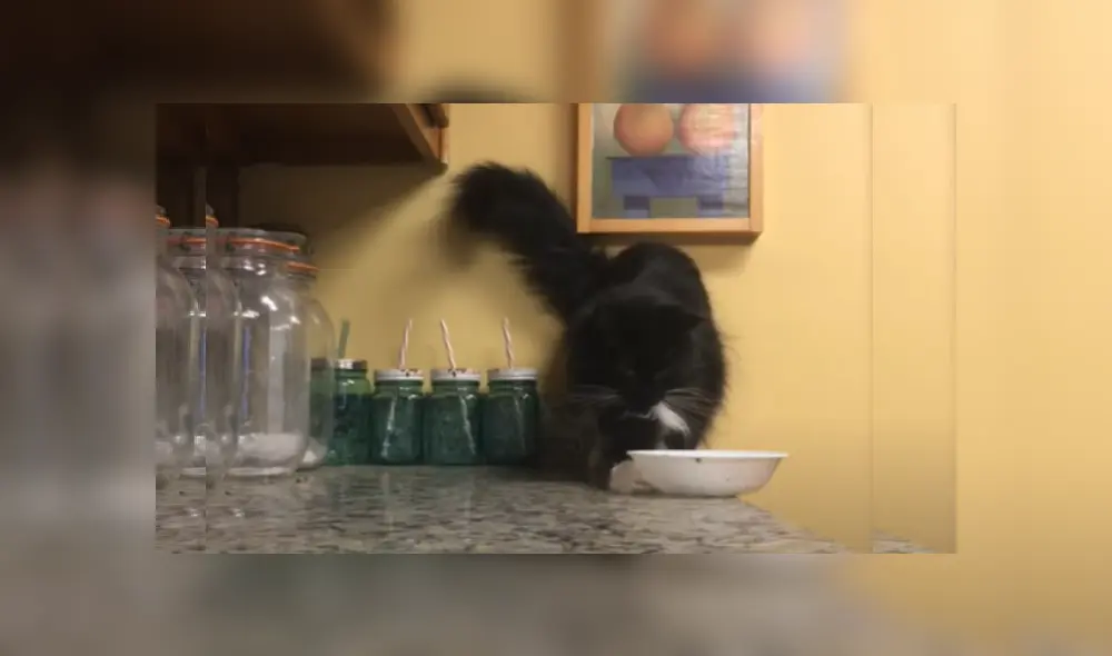 Desliza hacia la izquierda para ver más imágenes de este travieso gato que es viral en Facebook. Desliza hacia la izquierda para ver más imágenes de este travieso gato que es viral en Facebook.