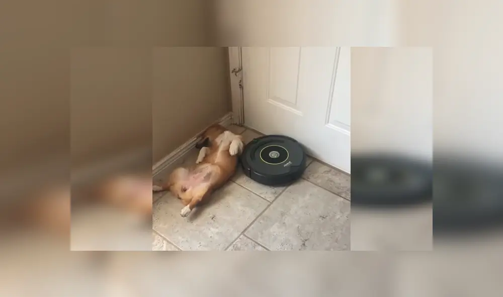 Video es viral en Facebook. Mujer intentó levantar a su perra dormida de una forma peculiar y no pudo contener las carcajadas al ver su hilarante comportamiento