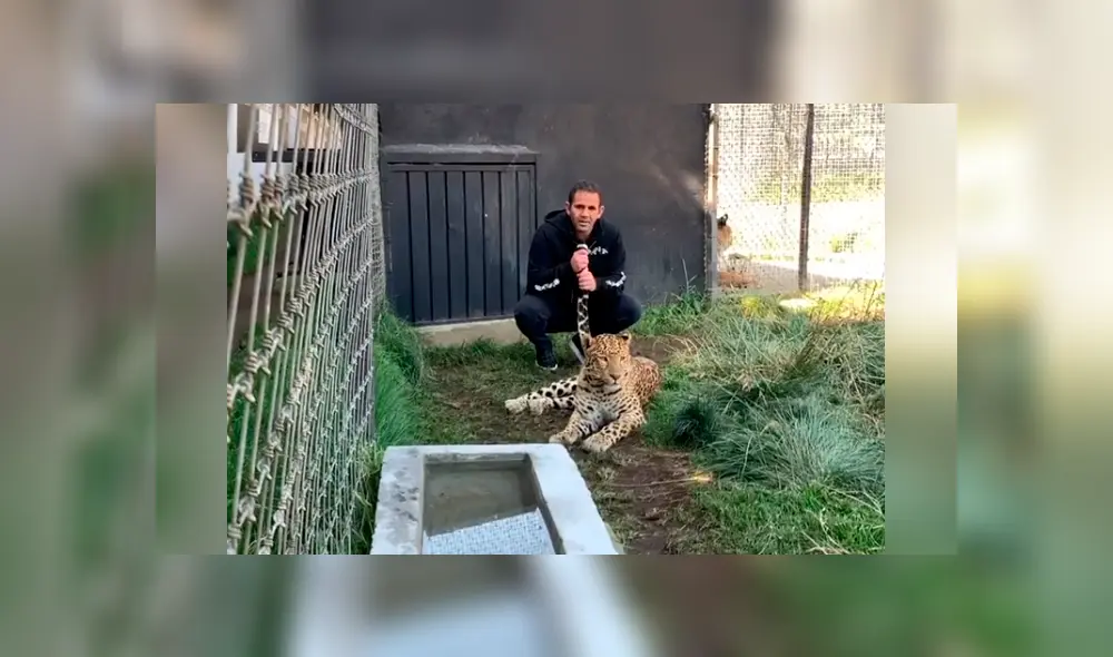 Desliza hacia la izquierda para ver la reacción del felino con su dueño, escena que es viral en Facebook. Desliza hacia la izquierda para ver la reacción del felino con su dueño, escena que es viral en Facebook.