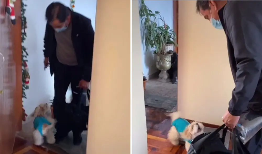 Desliza hacia la izquierda para ver más imágenes sobre esta tierna escena que ya es viral en redes sociales. Foto: captura de TikTok