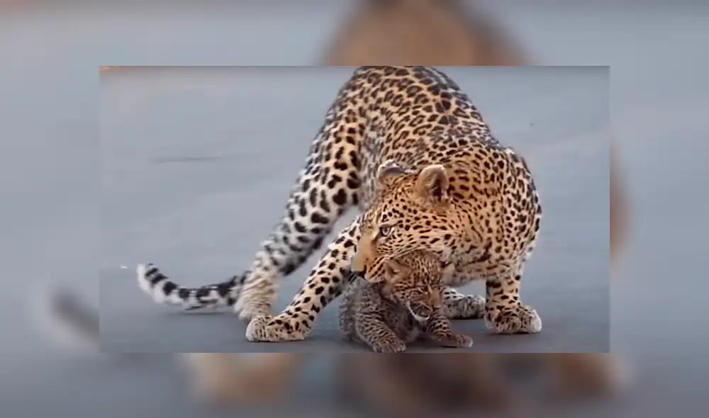 Desliza la imagen compartida en YouTube para verlas todas. Desliza la imagen compartida en YouTube para verlas todas.