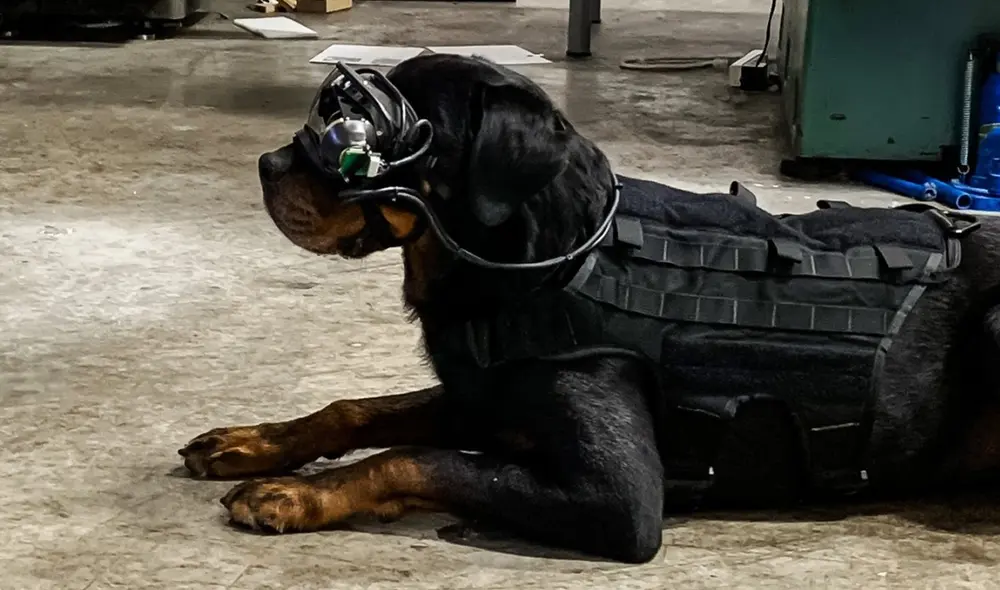 Este accesorio permitirá a los militares emitir órdenes a los perros de forma remota. Foto: Ejército de los Estados Unidos