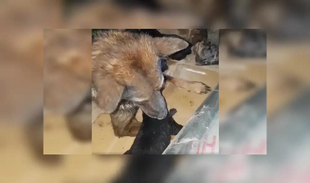 Desliza las imágenes hacia la izquierda para apreciar la valiente acción de una perrita para rescatar a su cría. Foto: Captura.