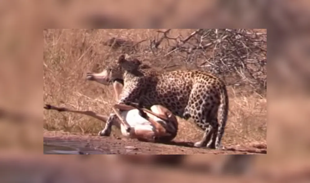 Feroz leopardo ataca a su presa, sin imaginar que una hambrienta hiena lo atacaría a traición [VIDEO] 