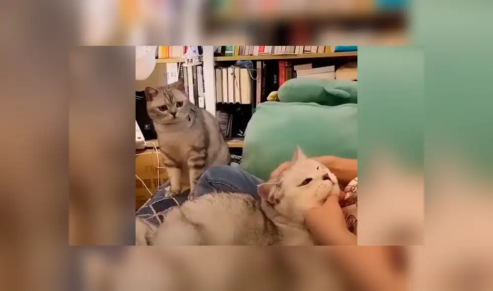 Desliza la imagen compartida en Facebook para verlas todas.