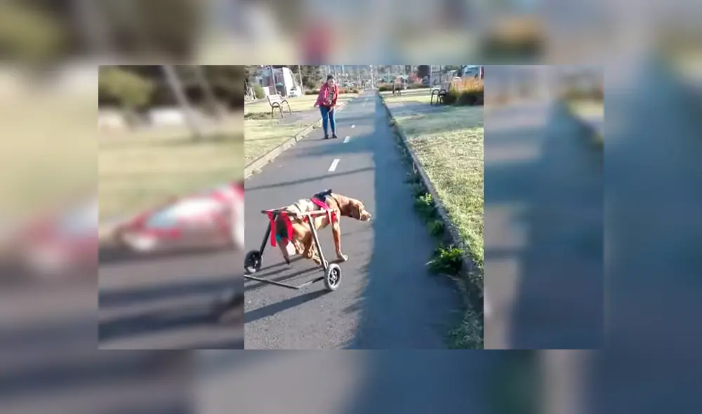 Video es viral en Facebook. Dueña de los canes los sacó de paseo y no dudó en grabar la conmovedora escena para compartirla en redes sociales