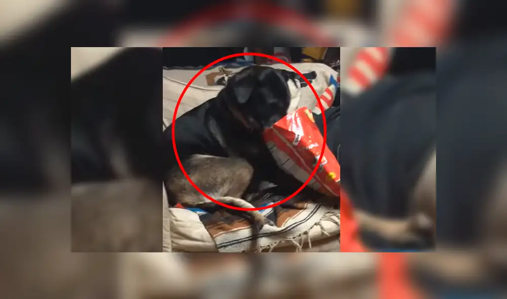 Perro hambriento aprovecha el descuido de su dueño para ‘robarle’ su comida [VIDEO]