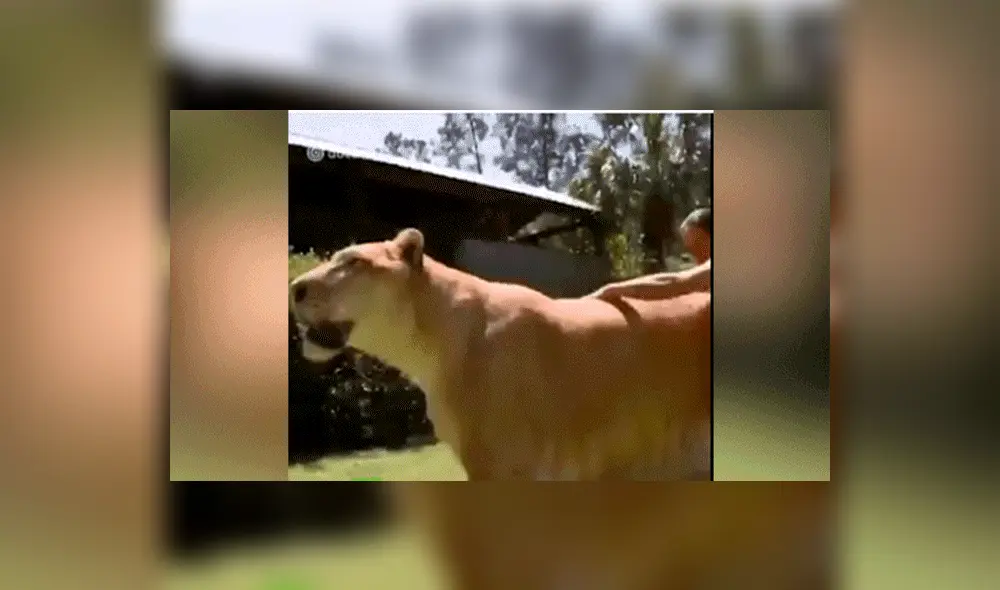 YouTube viral: Tigresa y león tienen cría considerada el felino más grande del mundo [VIDEO]