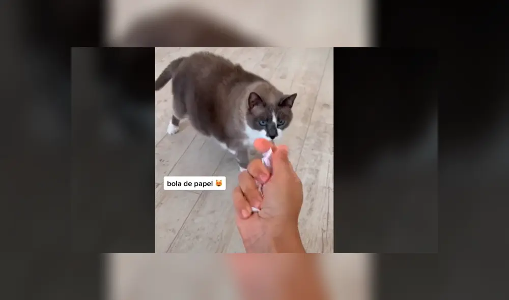 Desliza para ver la singular conducta del minino. Foto: Einstein & Troya / TikTok