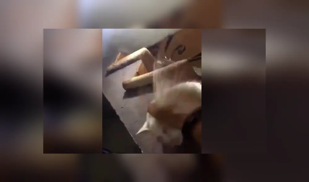 Gato finge estar muerto y su dueña hace algo insólito para “revivirlo” [VIDEO] 