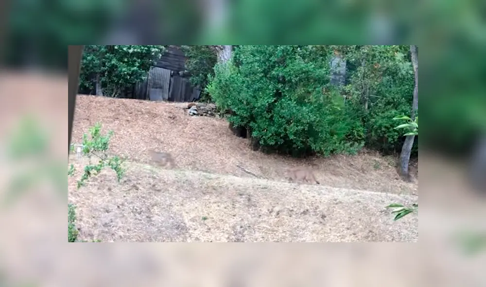 Perros salvajes intimidan a hambriento puma y este tiene violenta reacción [VIDEO] 