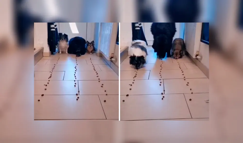 Desliza las imágenes para conocer quien fue el ganador de un divertido enfrentamiento entre tres perros.