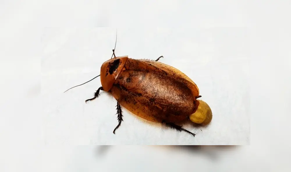 Cucaracha intervenida quirúrgicamente Cucaracha intervenida quirúrgicamente