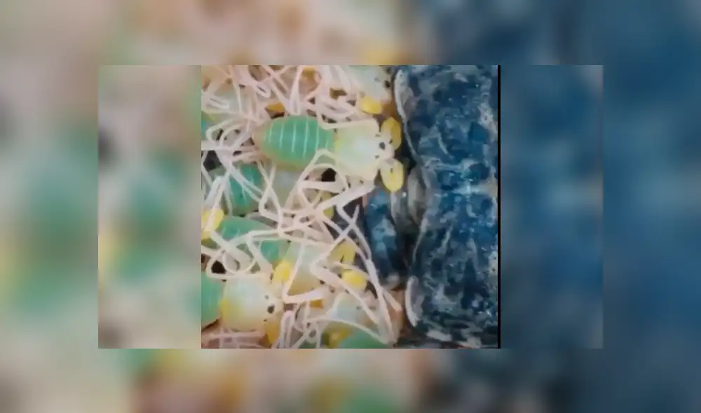 Facebook viral: graban a enorme tarántula llevando a sus cientos de crías a su nido [VIDEO]