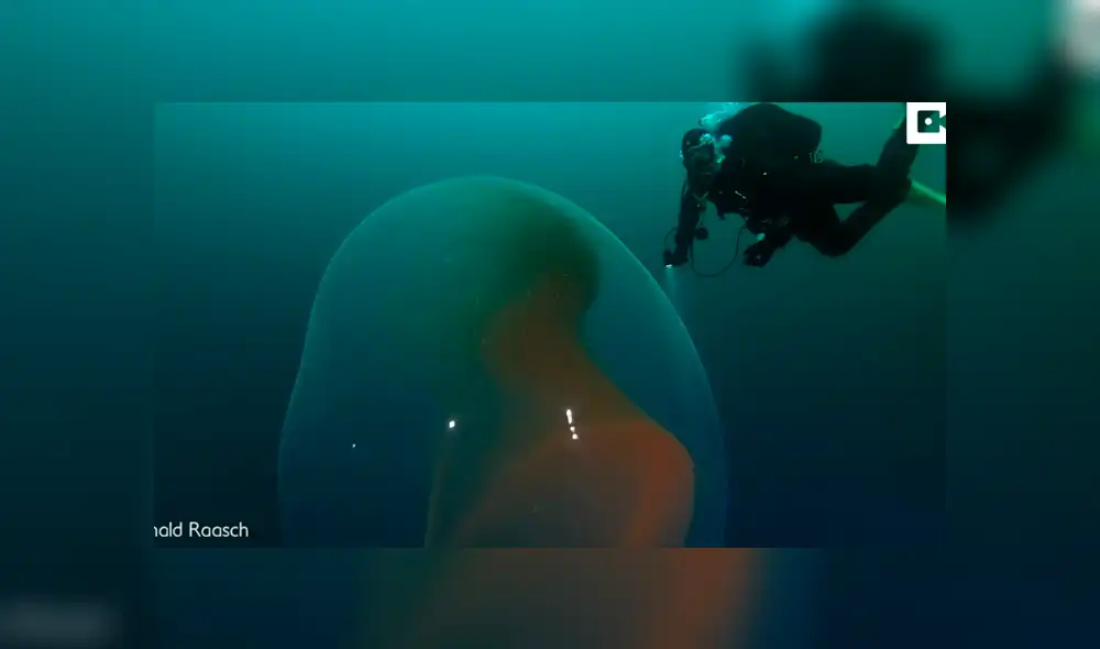 YouTube viral: buzo descubre extraña ‘burbuja’ en fondo del océano y miles quedan asombrados al saber qué es realmente