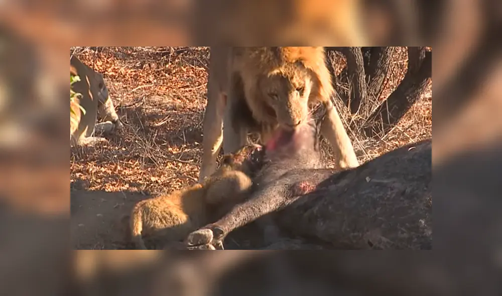 El cachorro no tuvo temor de enfrentar al enorme león mientras devoraban un ñu. Foto: captura
