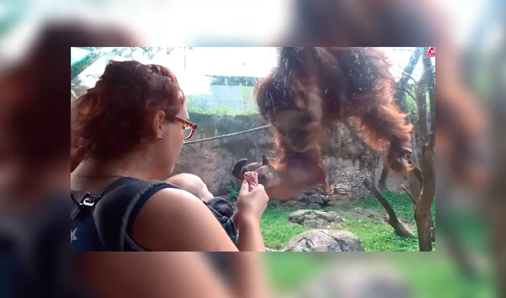 Facebook viral: orangután conoce a bebé por primera vez y conmueve a miles con su reacción [VIDEO]