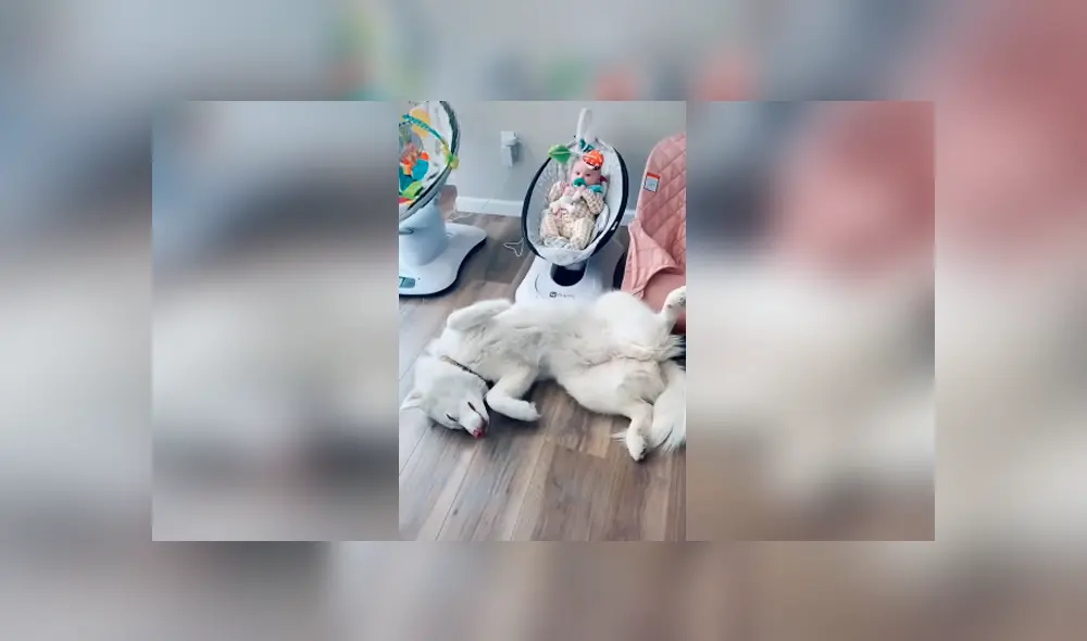Desliza las imágenes hacia la izquierda para apreciar la divertida escena que protagonizó un perro junto a un bebé.