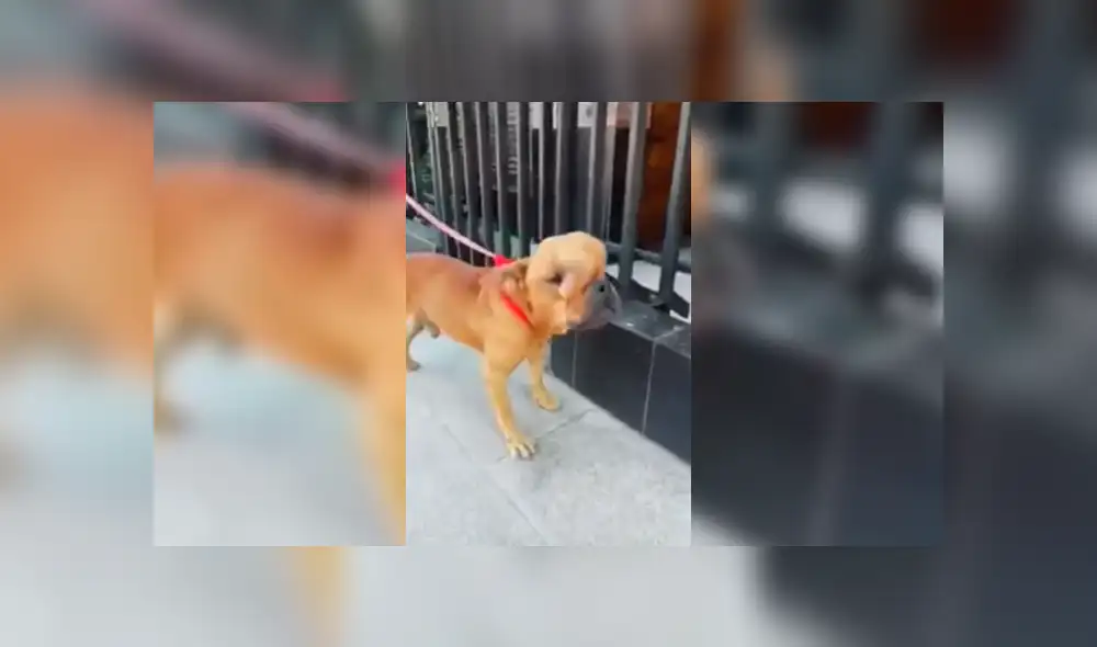 YouTube viral: hombre adoptó a perro con tumor maligno para darle amor y cuidarlo en sus últimos días de vida