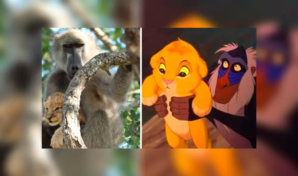 Desliza hacia la izquierda para ver la épica escena de un babuino cargando a un león. Viral en YouTube. Desliza hacia la izquierda para ver la épica escena de un babuino cargando a un león. Viral en YouTube.