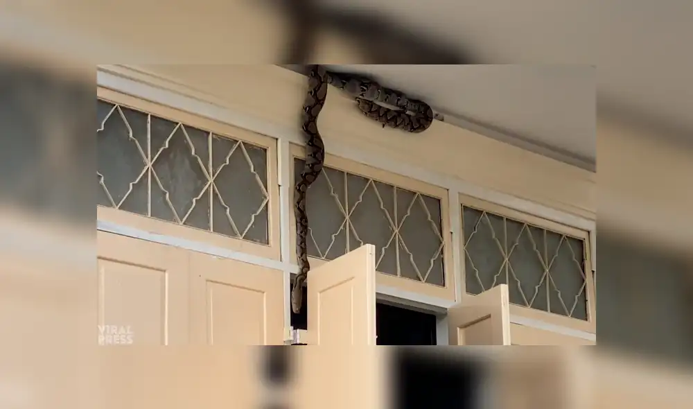 Desliza la imagen para ver a la enorme serpiente. Foto: Viral Press/YouTube Desliza la imagen para ver a la enorme serpiente. Foto: Viral Press/YouTube