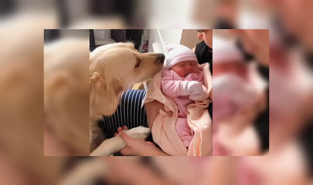 Video es viral en Facebook. Dueños de Golden Retriever grabaron la curiosa conducta del can cuando vio por primera vez a la nueva integrante de la familia
