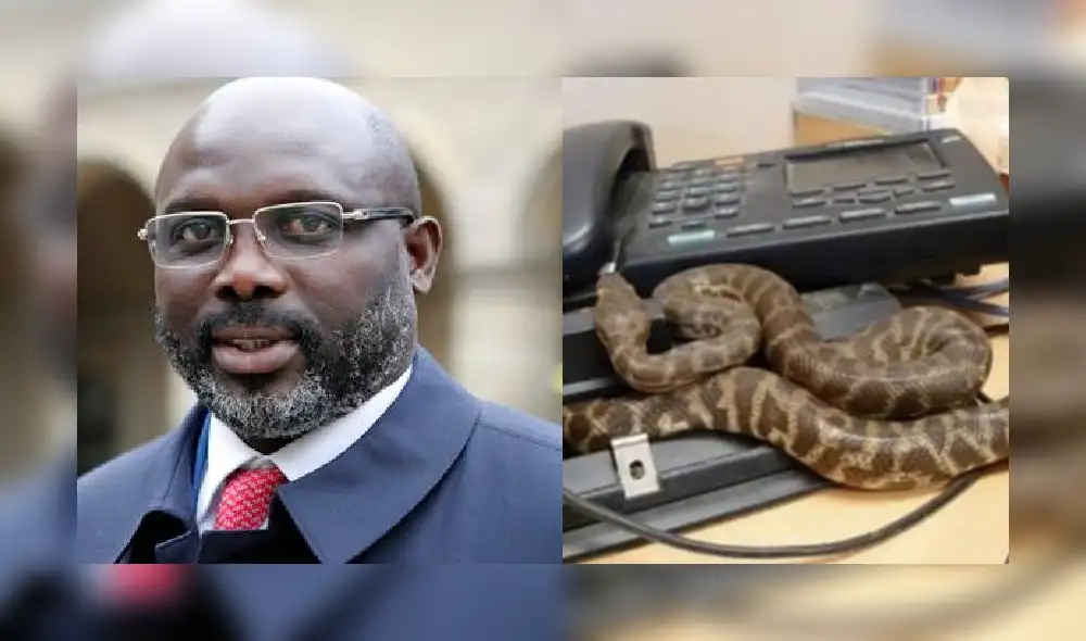 Dos serpientes impiden al presidente de Liberia entrar a su despacho [VIDEO]