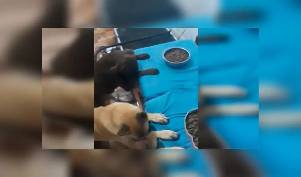 En Facebook, un joven enseñó a sus enormes perros a bendecir sus alimentos antes de consumirlos.
