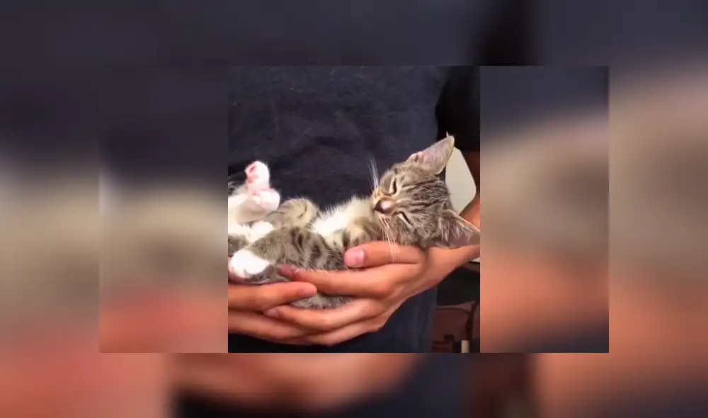 Desliza las imágenes hacia la izquierda para conocer el curioso comportamiento de un gato al estar cerca de su dueño.