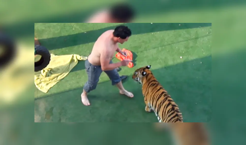 Arriesgado cuidador que aparece en el video de YouTube intentó adiestrar a un enfurecido tigre.