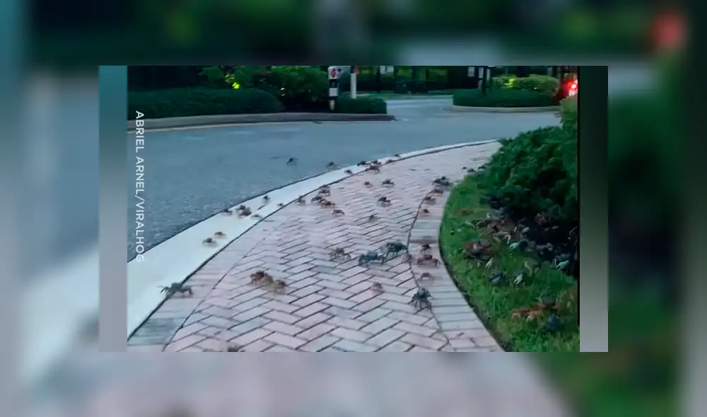 Un hombre quedó aterrado luego de grabar un video viral de YouTube sobre la extraña aparición de cientos de cangrejos caminando por las calles de Australia.