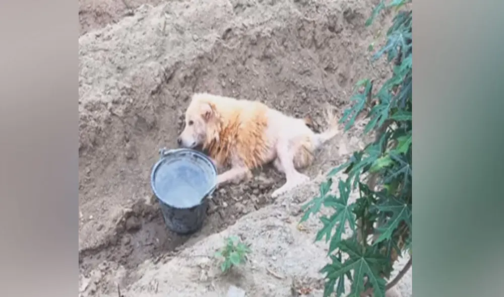 Desliza las imágenes para ver más sobre esta conmovedora historia. Foto: captura de Facebook