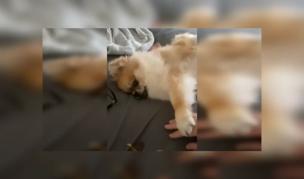 Desliza las imágenes para ver más detalles de esta emotiva escena que es viral en YouTube. Desliza las imágenes para ver más detalles de esta emotiva escena que es viral en YouTube.