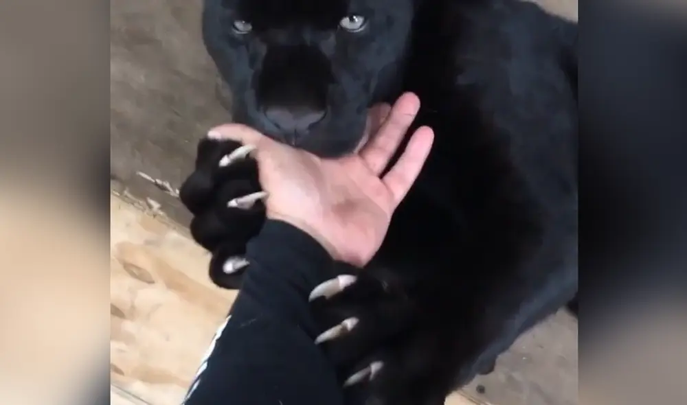 Desliza hacia la izquierda para ver las imágenes del video viral. Foto: Captura de Facebook.